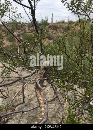 San Esteban Island x Sonora Stachelschwanziguana (Ctenosaura conspicuosa x macrolopha) Reptilia Stockfoto