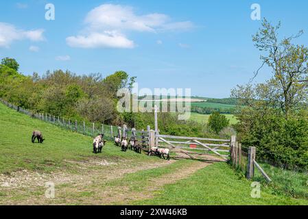 Der Monarch's Way führt nordöstlich über den Arundel Park - Arundel, South Downs National Park, West Sussex, Großbritannien. Stockfoto