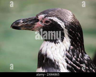 Porträt des Humboldt-Pinguins (Spheniscus humboldti) aus dem Profil Stockfoto