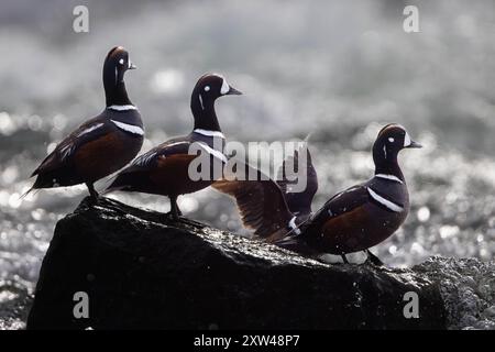 Vier Harlekin-Enten auf einem Felsen in den LeHardy Rapids des Yellowstone River. Yellowstone-Nationalpark, Wyoming Stockfoto