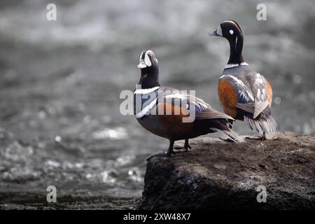 Ein Paar Harlequin-Enten, die von einem Barsch auf einem Felsbrocken in den LeHardy Rapids des Yellowstone River blicken. Yellowstone-Nationalpark, Wyoming Stockfoto