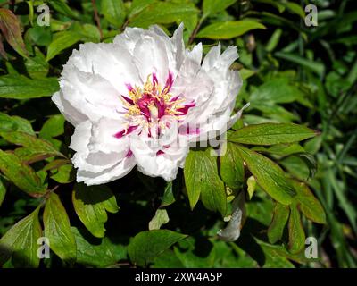 Nahaufnahme weiße chinesische Baum Pfingstrose Blume (Paeonia lactiflora) mit deutlich sichtbaren Staubblättern im französischen Garten Stockfoto