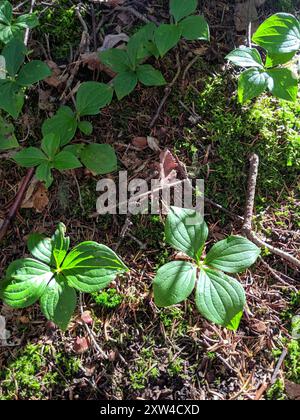 Westliche Bunchberry (Cornus unalaschkensis) Plantae Stockfoto