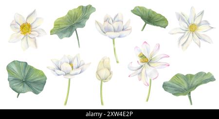 Blühende weiße Lotusblüten. Seerosen mit Blättern und Knospen. Tropische asiatische Pflanzen Clip Art. Mehrblättriger Blütenkopf. Aquarellabbildung. Stockfoto