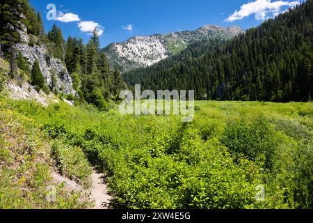 Feuchtgebiete entlang des Upper Palisades Lake Trail, die sich bis zum Canyon unterhalb des Palisades Peak und der umliegenden Snake River Mountains erstrecken. Caribou-Targhee Stockfoto