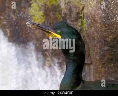 Europäische Shag Stockfoto