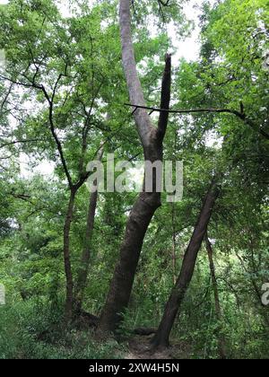 Grünasche (Fraxinus pennsylvanica) Plantae Stockfoto