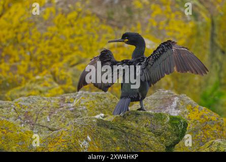 Europäische Shag Stockfoto