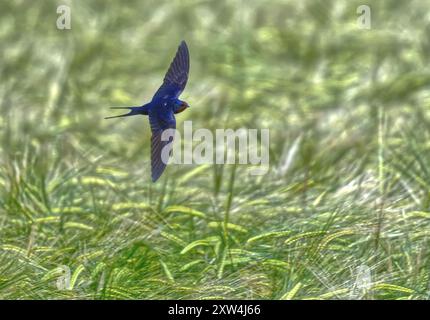 Rauchschwalbe Stockfoto