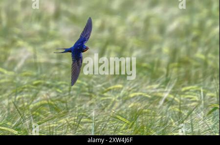 Rauchschwalbe Stockfoto