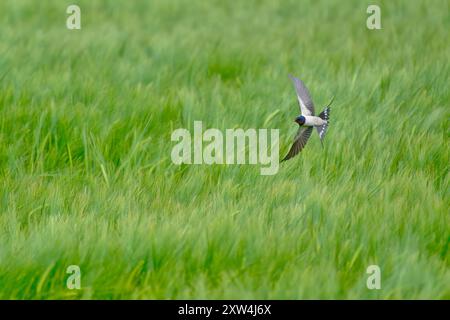 Rauchschwalbe Stockfoto