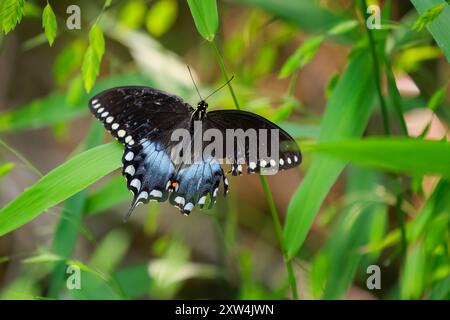 Weiblicher Spicebush Schwalbenschwanz Schmetterling (Papilio troilus) Stockfoto