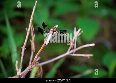 Gewöhnlicher Weißschwanz-Skimmer (Plathemis lydia), der auf einer Pflanze ruht Stockfoto