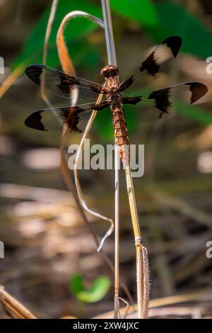 Plathemis lydia, Weibchen, das auf einer Pflanze ruht Stockfoto