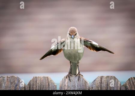 Mockingbird (Mimus polyglottos) zeigt eine Show mit einem Hinterhofflügel Stockfoto