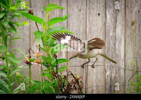 Mockingbird (Mimus polyglottos) zeigt eine Show mit einem Hinterhofflügel Stockfoto