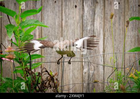 Mockingbird (Mimus polyglottos) zeigt eine Show mit einem Hinterhofflügel Stockfoto