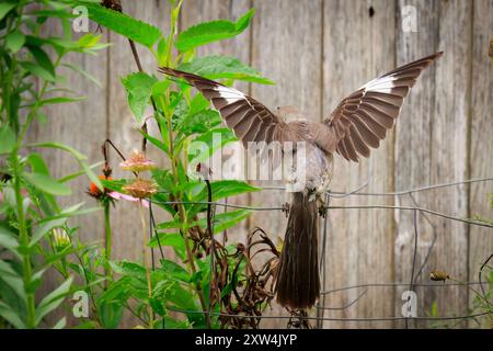 Mockingbird (Mimus polyglottos) zeigt eine Show mit einem Hinterhofflügel Stockfoto