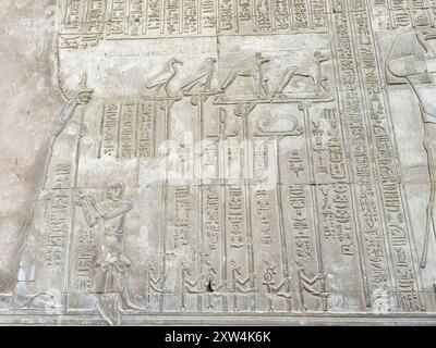 Wandrelief heiliger Tiere als Embleme für ein religiöses Ritual im Tempel von Sobek und Haroeris, erbaut im 2. Jahrhundert v. Chr. von Ptolemaios Pharoahs in KOM Ombo, nahe Assuan, Ägypten Stockfoto