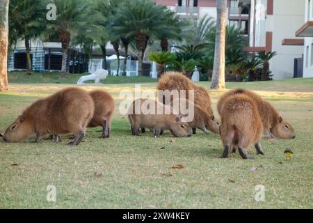 Große Gruppe von Capybaras, Hydrochoerus hydrochaeris, Fütterung im Wohngebiet in Brasilia, Brasilien. Stockfoto