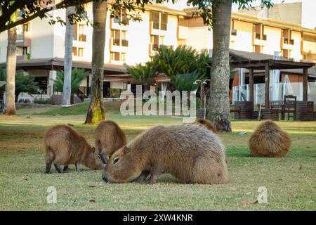 Große Gruppe von Capybaras, Hydrochoerus hydrochaeris, Fütterung im Wohngebiet in Brasilia, Brasilien. Stockfoto