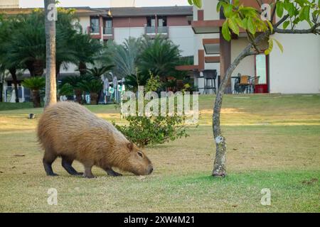 Adulte Capybara, Hydrochoerus hydrochaeris, Fütterung im Wohngebiet in Brasilia, Brasilien. Stockfoto