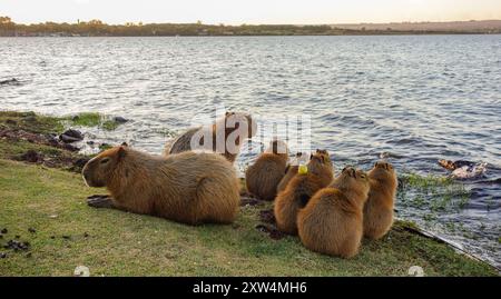 Familie der Capybaras am Rande des Paranoa-Sees in Brasilia, Brasilien. Stockfoto