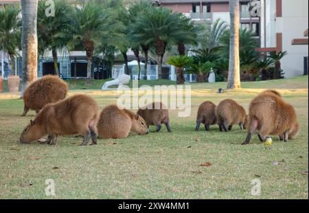 Große Gruppe von Capybaras, Hydrochoerus hydrochaeris, Fütterung im Wohngebiet in Brasilia, Brasilien. Stockfoto