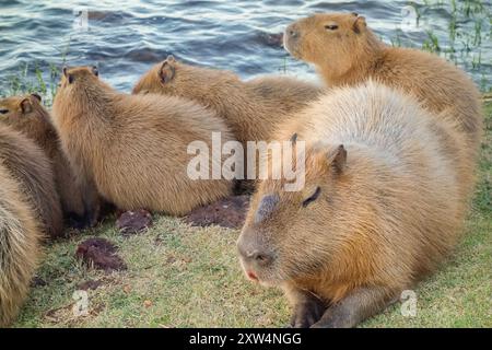 Familie der Capybaras am Rande des Paranoa-Sees in Brasilia, Brasilien. Stockfoto