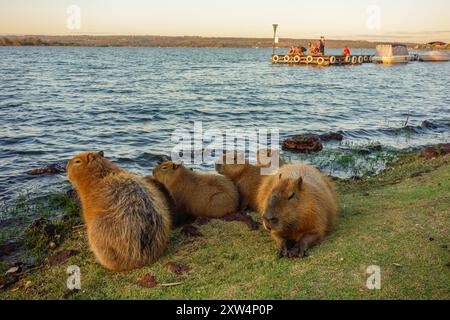 Brasilia, Brasilien - 22. Juli 2024: Familie der Capybaras am Rande des Paranoa-Sees. Stockfoto