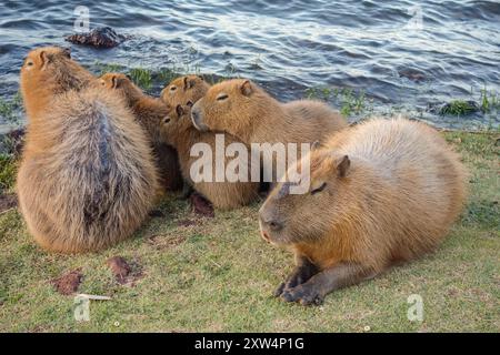 Familie der Capybaras am Rande des Paranoa-Sees in Brasilia, Brasilien. Stockfoto