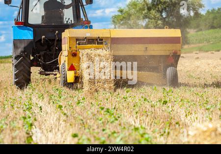 Der Traktor sammelt Strohballen und WEIZEN Stockfoto