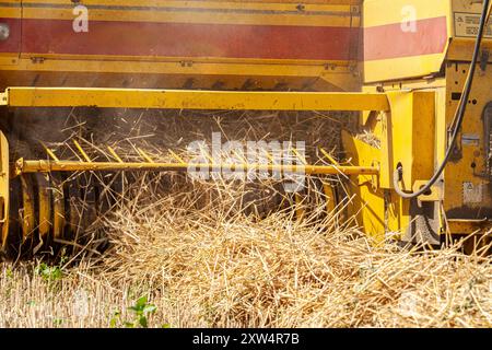 Landwirtschaftliche Arbeit. Heuernte. Der Traktor sammelt Stroh zu Ballen Stockfoto