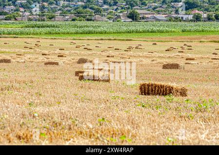 Das Bild zeigt eine ruhige ländliche Szene. Ein großer Heuballen steht mitten auf einem offenen Feld, bereit für die Ernte. Stockfoto