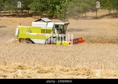 Kombinieren Sie Harvester erntet reifen Weizen. Landwirtschaft Bild. Stockfoto