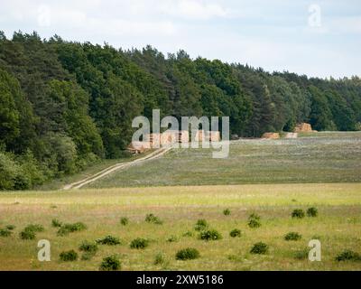 Haufen von Baumstämmen in einer natürlichen Landschaft neben einem Wald. Schotterweg in einem ländlichen Raum in Deutschland. Baumstämme als Teil des Forstgeschäfts stapelten sich. Stockfoto