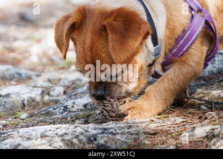 Nami, der Hund spielt mit einem Kiefernkegel im Naturpark Sierra de Mariola, Alcoy, Spanien Stockfoto