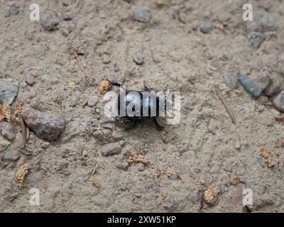 Anoplotrupes stercorosus oder Dungkäfer auf dem Boden in einem Mischwald in Deutschland. Das große schwarze Insekt ist Teil der wilden Waldlandschaft. Stockfoto