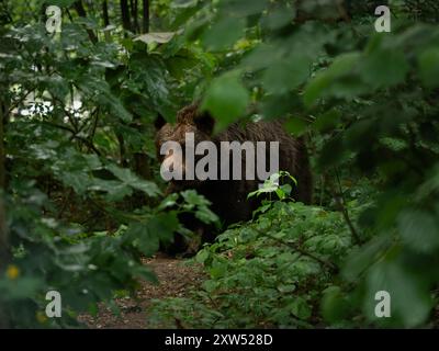 Braunbär in einem dunklen und dichten Wald. Grüne Blätter der Bäume, die einen Teil des Ursus arctos-Tieres bedecken. Der wilde männliche Bär ist vorsichtig. Stockfoto