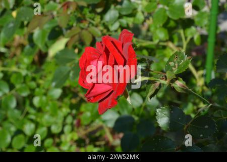 Schöne einzelne rote Rose blüht mit einem Hintergrund aus grünen Rosenblättern an einem sonnigen Sommertag. Stockfoto