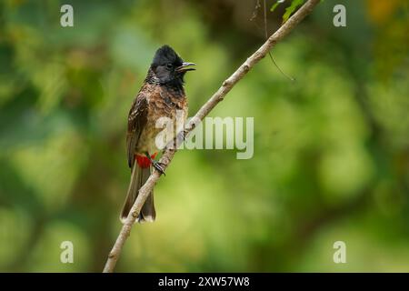 Bulbul - Pycnonotus cafer-Vogel mit rotem Belüftungsmuster, der auf dem indischen Subkontinent lebt und sich bis nach Burma, Bhutan und Nepal erstreckt, in Neuseeland eingeführt, Stockfoto