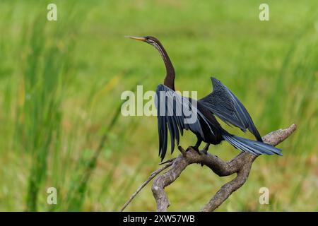 Orientalischer Darter Anhinga melanogaster Wasservogel des tropischen Südasiens genannt Schlangenvogel, langer und schlanker Hals mit geradem, spitzem Schnabel, jagt für Stockfoto