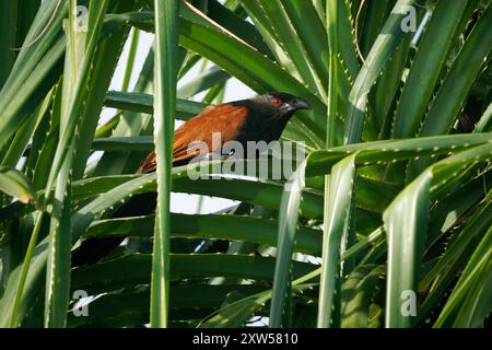 Greater Coucal - Centropus sinensis oder Krähenfasan großes nicht-parasitäres Mitglied von Kuckuckvögeln, die auf dem indischen Subkontinent und Südosten des ASI leben Stockfoto