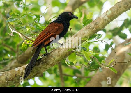Greater Coucal - Centropus sinensis oder Krähenfasan großes nicht-parasitäres Mitglied von Kuckuckvögeln, die auf dem indischen Subkontinent und Südosten des ASI leben Stockfoto
