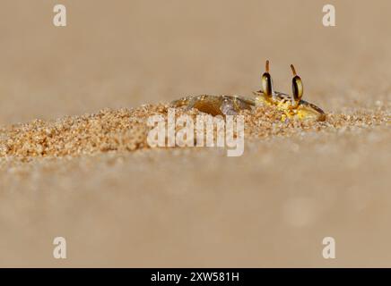 Flusskrebse - Ocypode brevicornis Geisterkrabbe an Sandstränden des Indischen Ozeans, Höhlen im Sand, nächtlicher Schnitzeljäger, blassgelber Körper, stielige Augen Stockfoto