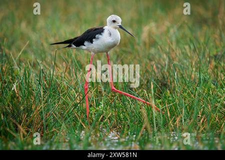 Schwarzgeflügelte Stelze Himantopus himantopus, lange rote Beine, schwarz-weißes Gefieder; in Feuchtgebieten in ganz Europa, Asien, auf der Suche im grünen Gras Stockfoto