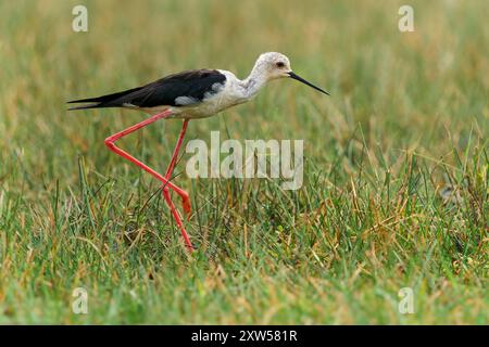 Schwarzgeflügelte Stelze Himantopus himantopus, lange rote Beine, schwarz-weißes Gefieder; in Feuchtgebieten in ganz Europa, Asien, auf der Suche im grünen Gras Stockfoto