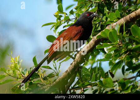 Greater Coucal - Centropus sinensis oder Krähenfasan großes nicht-parasitäres Mitglied von Kuckuckvögeln, die auf dem indischen Subkontinent und Südosten des ASI leben Stockfoto