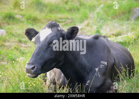 Schwarz-weißes Kalb, das sich in Norwegen aufhält. Stockfoto