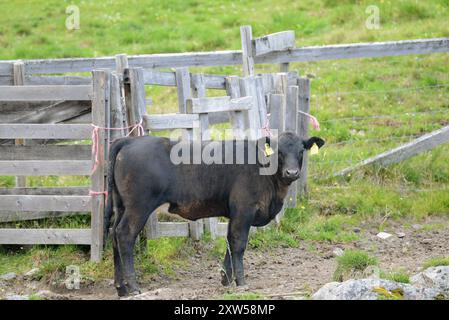 Schwarzes Kuhkalb, Norwegen. Stockfoto